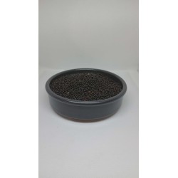 Graines de Colza pour Pêche (2kg & 5kg) - Attraction Naturelle | MTBilles