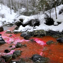 Colorant Fluo Pop-up Carpe & Fluorescéine 50g | Flash UV mtbilles