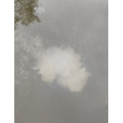 Colza+ Ébouillanté | Farine de Pêche Ultra-Nuageante à Préparer