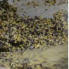 Colza+ Ébouillanté | Farine de Pêche Ultra-Nuageante à Préparer