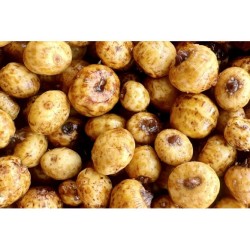Tiger nuts cuite 5 kg Mtbilles
