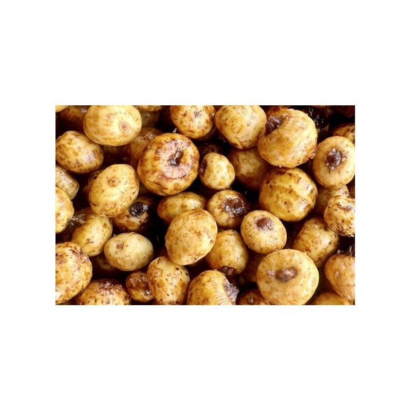 Tigernuts Standard Cuites (5kg) - Noix Tigrées Carpe | MTBilles