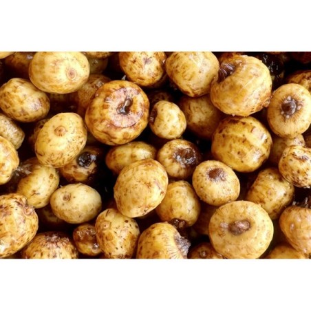 Tigernuts Standard Cuites (5kg) - Noix Tigrées Carpe | MTBilles